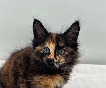MousseeCoons Maine Coon Cattery