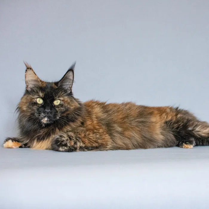 MousseeCoons Maine Coon Cattery Picture 10