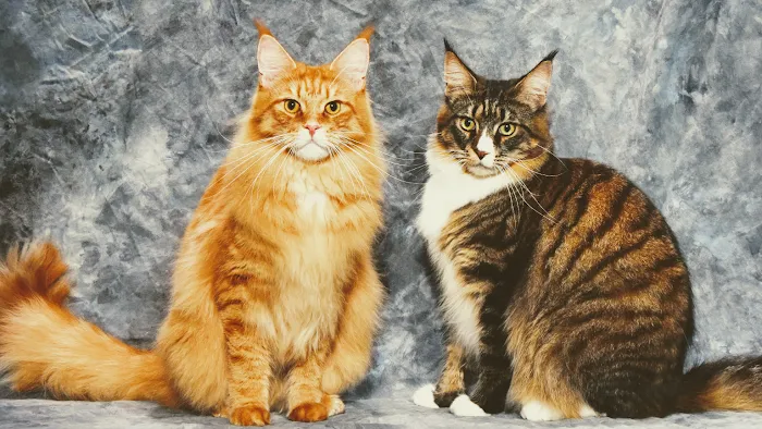 MousseeCoons Maine Coon Cattery Picture 7