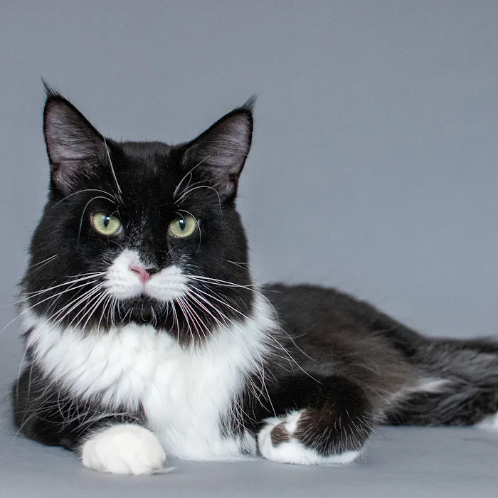 MousseeCoons Maine Coon Cattery Picture 9