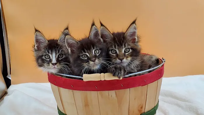 MousseeCoons Maine Coon Cattery Picture 8