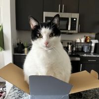 Banfield Pet Hospital ico