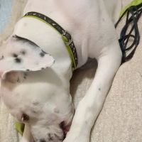 Highway 79 Animal Clinic ico