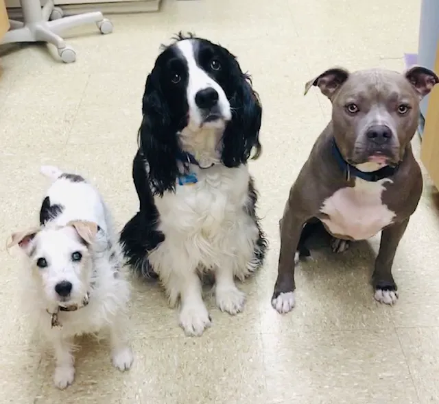 Highway 79 Animal Clinic Picture 8