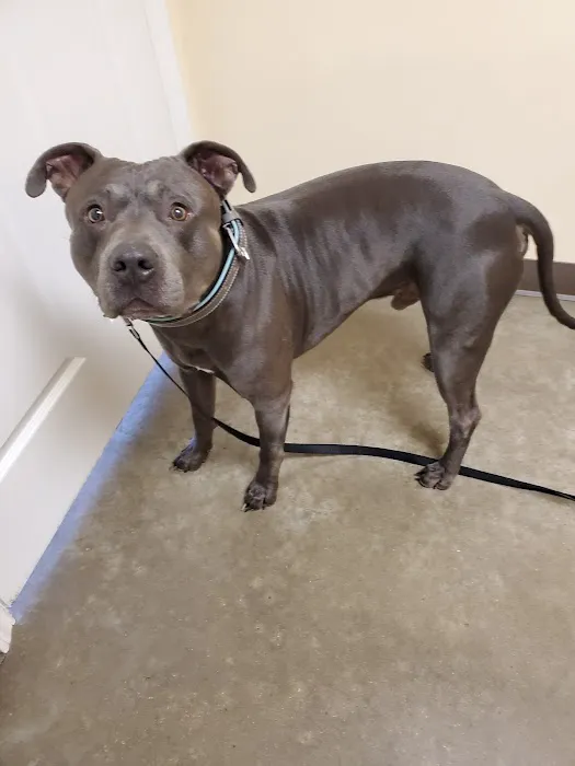 Highway 79 Animal Clinic Picture 7