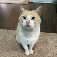 Emerald Veterinary Service ico