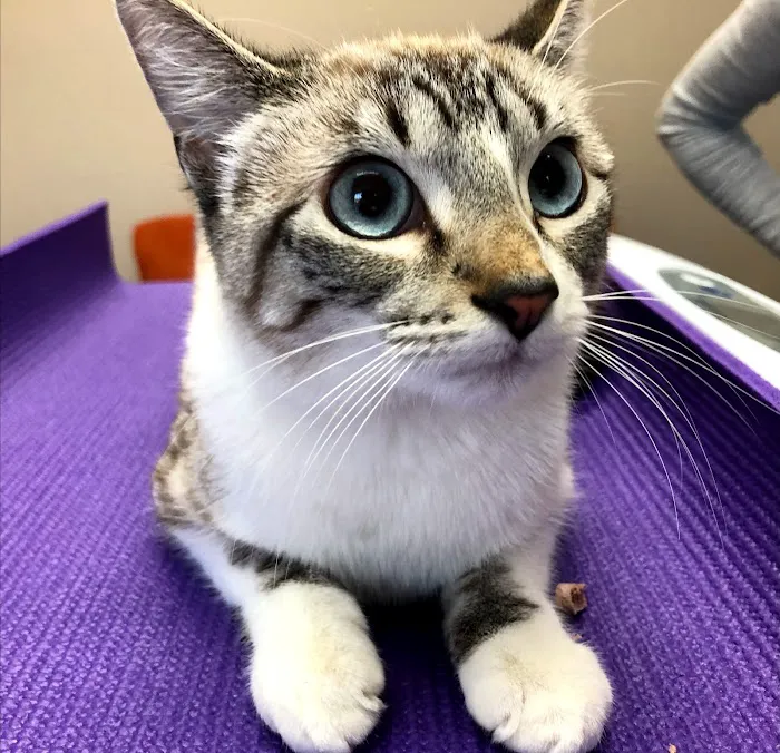 Emerald Veterinary Service Picture 10