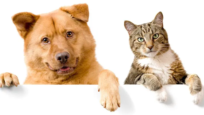 Prestige Animal Wellness Picture 9