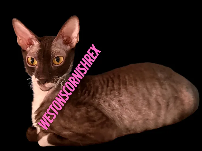 Weston Cornish Rex Picture 5