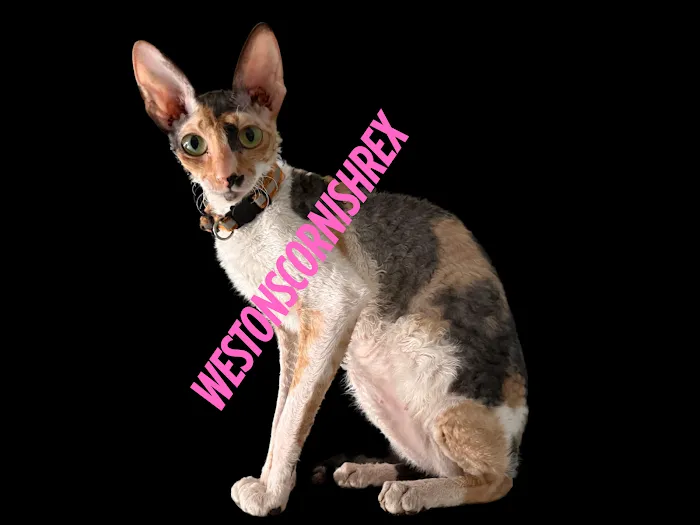 Weston Cornish Rex Picture 1