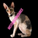 Weston Cornish Rex