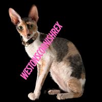 Weston Cornish Rex ico