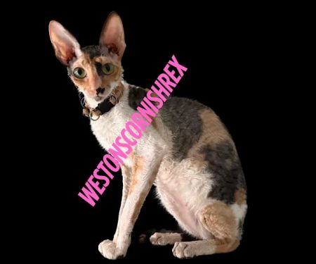 Weston Cornish Rex