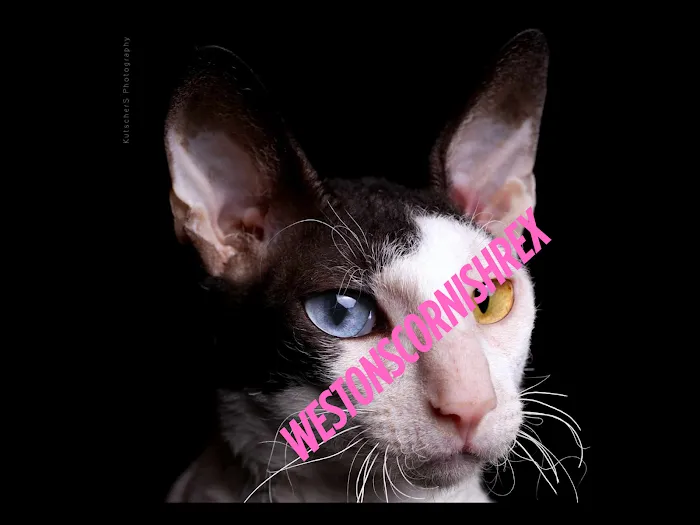Weston Cornish Rex Picture 3