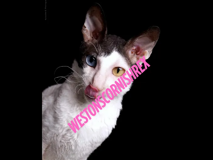 Weston Cornish Rex Picture 6