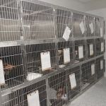Daylily Animal Hospital