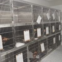 Daylily Animal Hospital ico