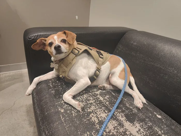 Daylily Animal Hospital Picture 10