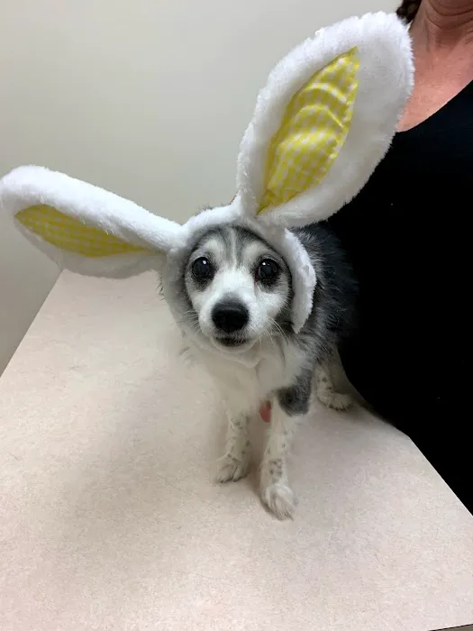 FM 685 Animal Hospital Picture 9