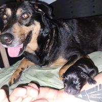 Mercy Veterinary Hospital ico