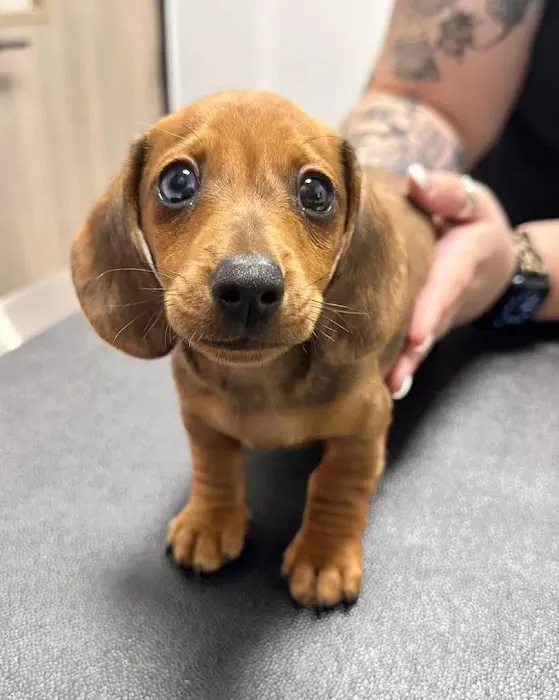 Liberty Hill Animal Hospital Picture 8