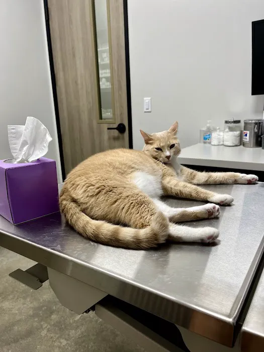 Liberty Hill Animal Hospital Picture 5