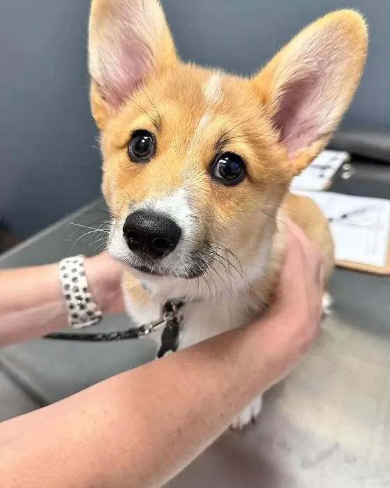 Liberty Hill Animal Hospital Picture 3
