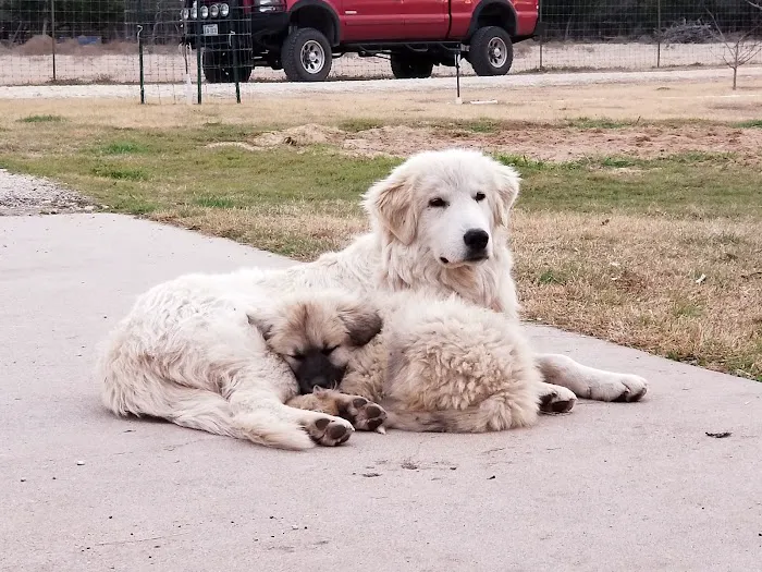 Burnet Veterinary Clinic Inc Picture 4