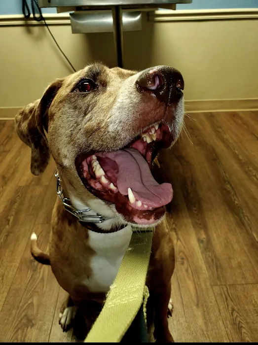Lake Area Animal Clinic Picture 10
