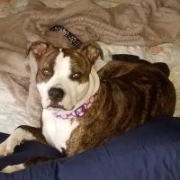 Lake Area Animal Clinic ico