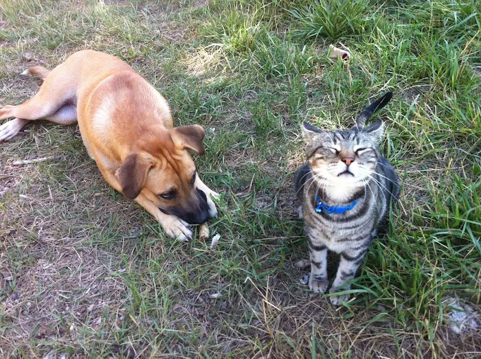 Johnson City Veterinary Clinic Picture 4