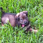 Deer Creek Veterinary Clinic P.A.