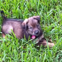 Deer Creek Veterinary Clinic P.A. ico