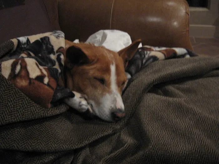 Deer Creek Veterinary Clinic P.A. Picture 8