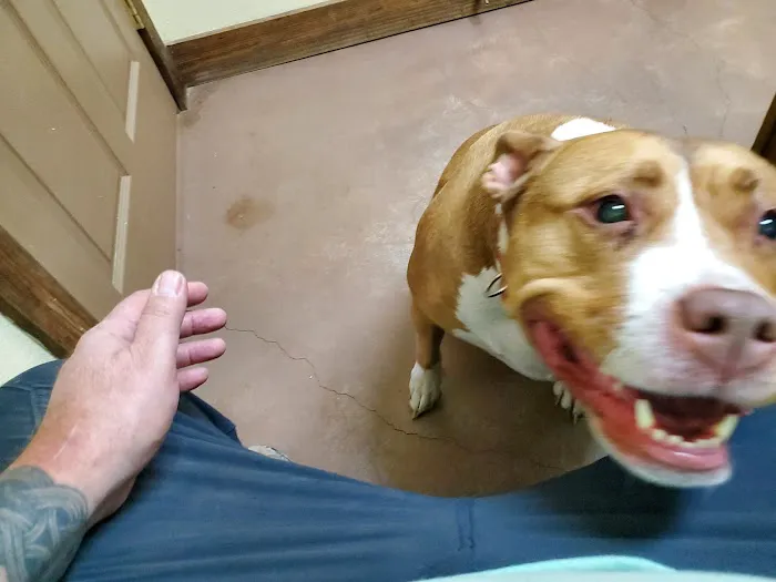 Deer Creek Veterinary Clinic P.A. Picture 10