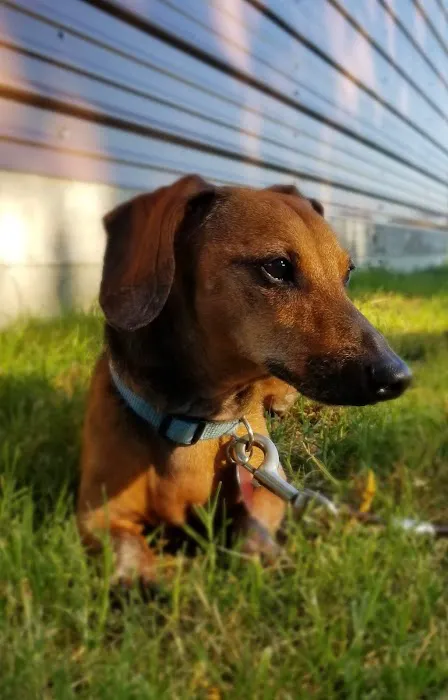 Bluebonnet Veterinary Clinic Picture 5