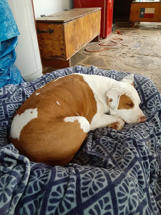 Bluebonnet Veterinary Clinic Picture 9