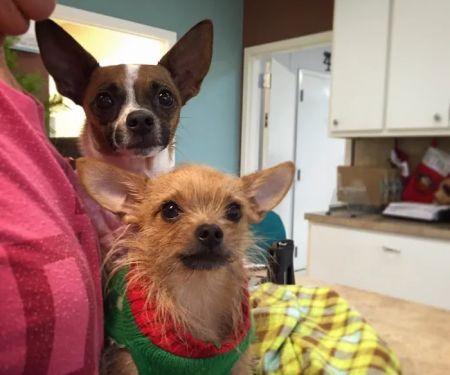 Animal Care Clinic