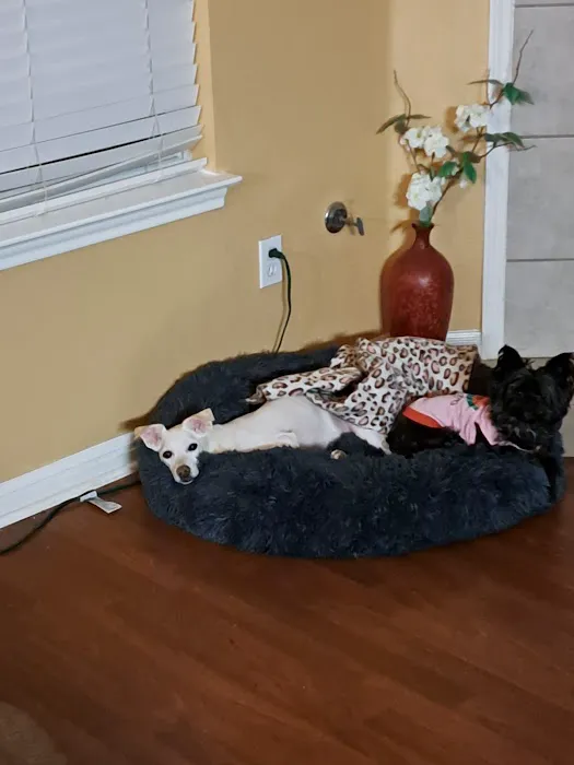Dogwood Animal Clinic Picture 3