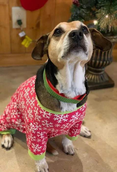 Dogwood Animal Clinic Picture 8