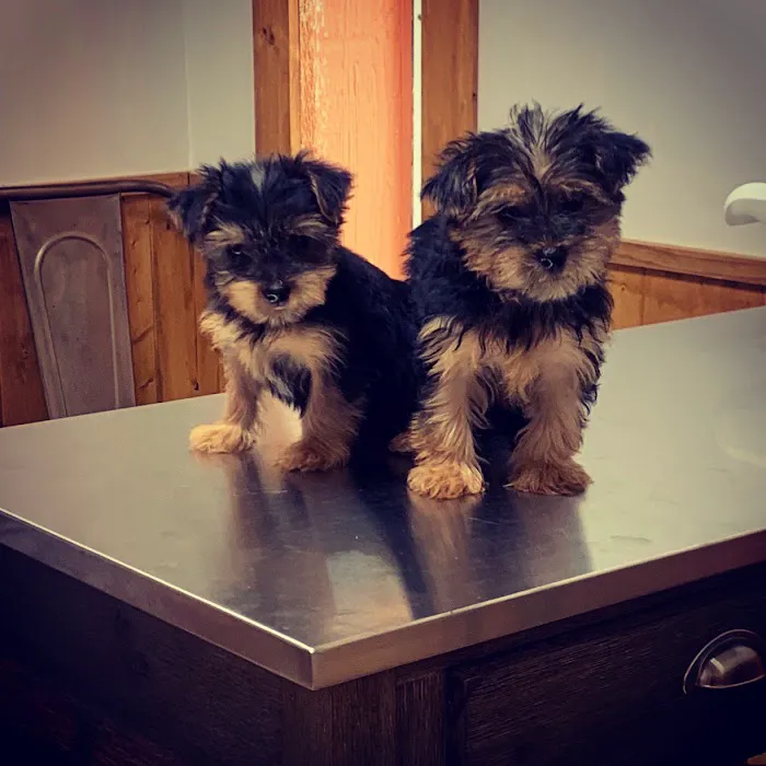Dogwood Animal Clinic Picture 9