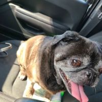 Dogwood Animal Clinic ico
