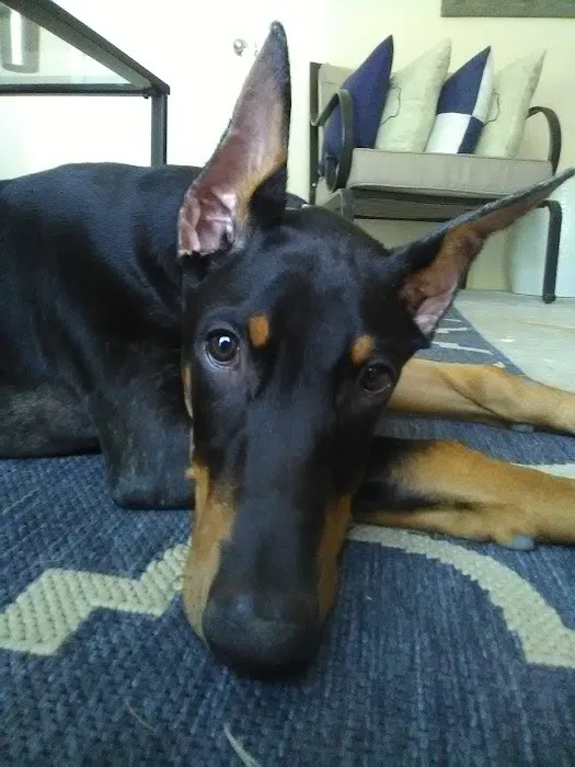 San Marcos Veterinary Clinic Picture 9