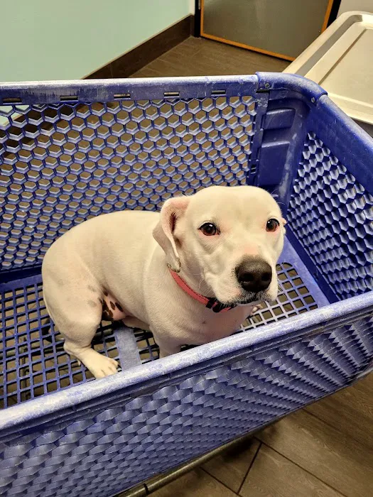 Banfield Pet Hospital Picture 4