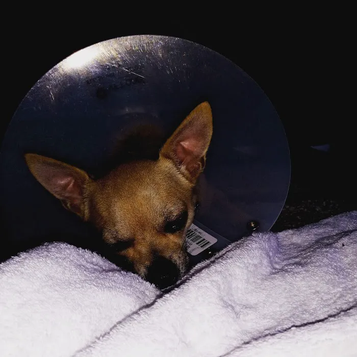Banfield Pet Hospital Picture 8
