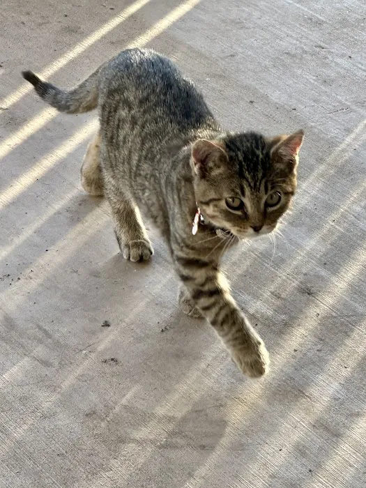 Animal Care Center of Hays County Picture 7