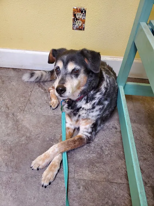 Animal Care Center of Hays County Picture 5