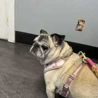 Animal Care Center of Hays County ico