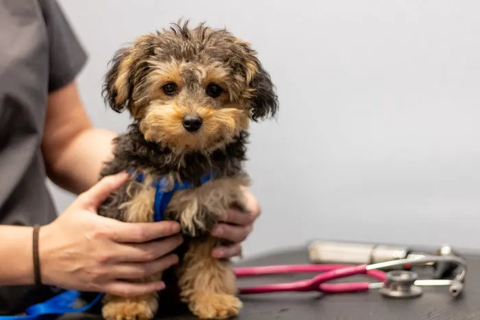 Kings Highway Animal Clinic Picture 5