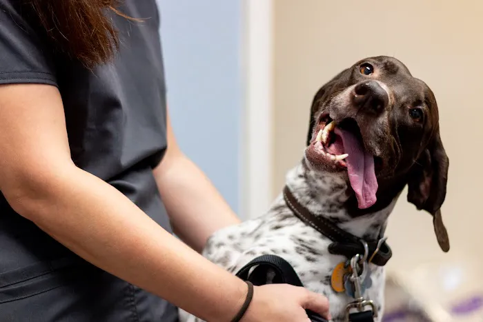 Kings Highway Animal Clinic Picture 1
